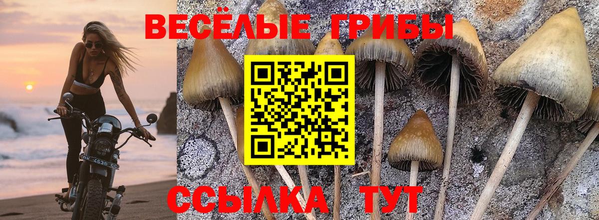 Галлюциногенные грибы Cubensis  купить наркоту  Валуйки  Галлюциногенные грибы прущие грибы  Вход с VPN 